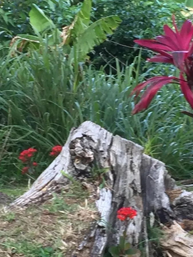 Harbour Vista Inn Castries Aparthotel